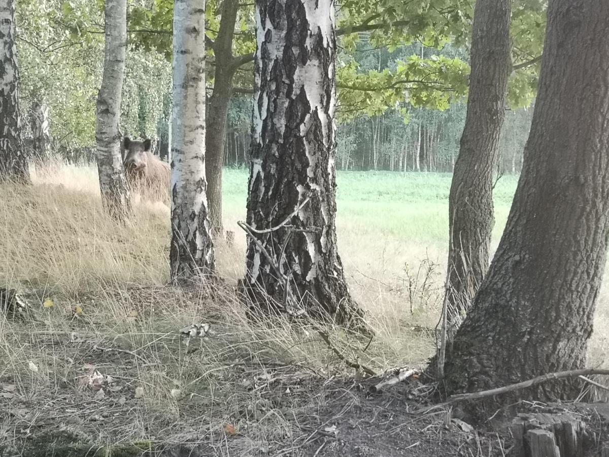 Agroturystyka Plener Miedzichowo Bagian luar foto