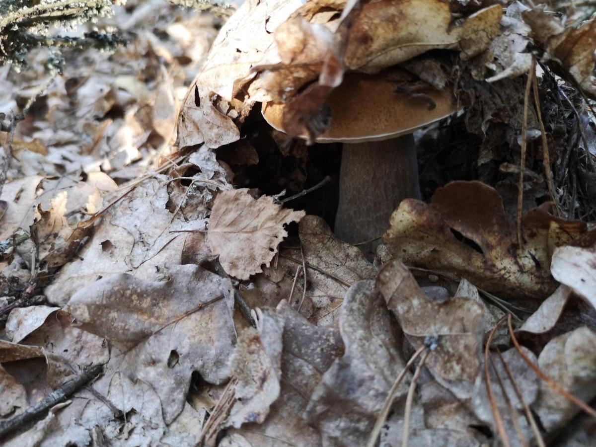 Agroturystyka Plener Miedzichowo Bagian luar foto