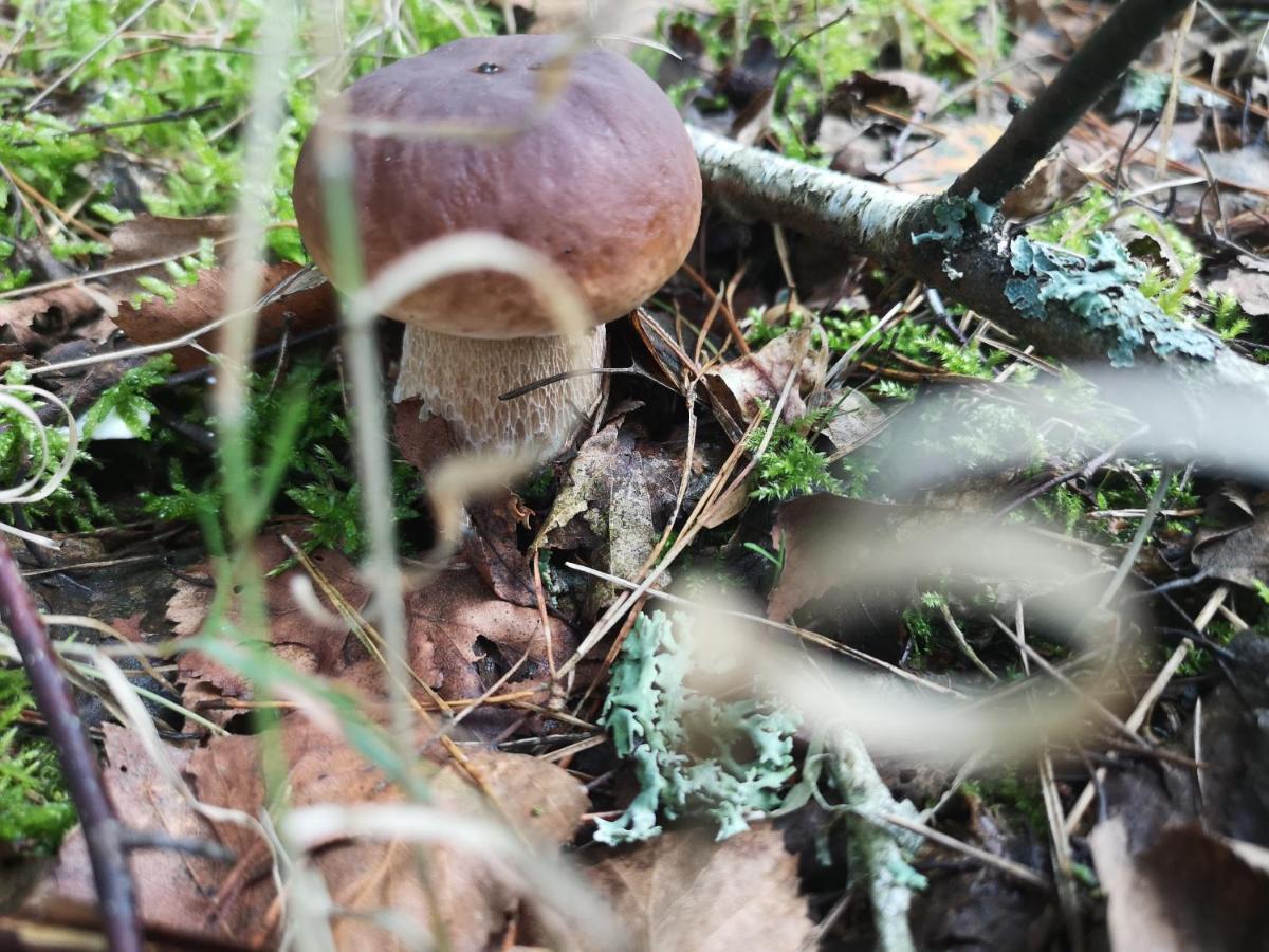 Agroturystyka Plener Miedzichowo Bagian luar foto